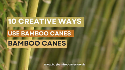 10 Creative Ways to Use Bamboo Canes in Your Garden