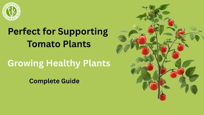 Heavy-Duty Bamboo Canes: Perfect for Supporting Tomato Plants