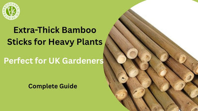 Extra-Thick Bamboo Sticks for Heavy Plants