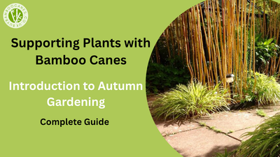 Autumn Gardening Tips: Supporting Plants with Bamboo Canes