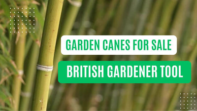 Garden Canes for Sale in the UK: The Essential Tool for Every British Gardener