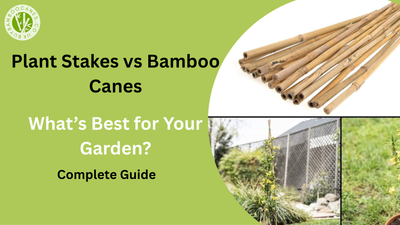 Plant Stakes vs Bamboo Canes: What’s Best for Your Garden?