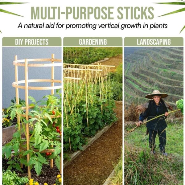 Robust Heavy Duty Professional Bamboo Canes for Plant Support - Image 4